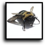 Palmetto, FL Bee & Wasp Removal Service