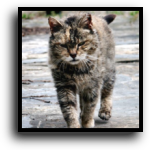 Palmetto, FL Feral Cat Removal Service