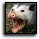Palmetto, FL Opossum Removal Service