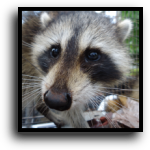 Palmetto, FL Raccoon Removal Service