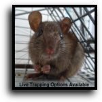 Palmetto, FL Rat & Mouse Removal Service