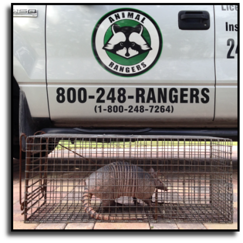 Indian River County Armadillo Removal