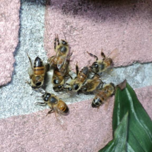 Homestead, FL Bee Control and Wasp Extermination Services