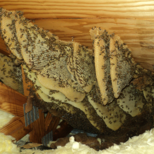 Get Rid of Bees in the Attic or Roof - Homestead, FL
