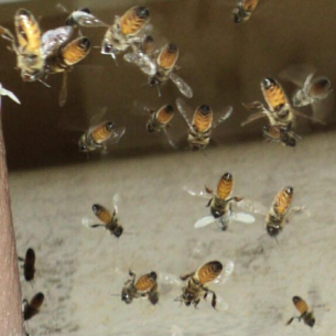 Fort Lauderdale, FL Bee Removal and Wasp Control Services