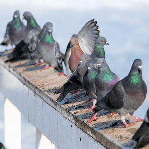 Hollywood, FL Pigeon Removal Services
