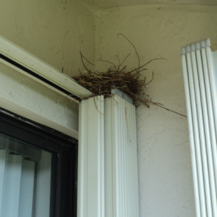 Bird Nest Removal Services in North Miami, FL