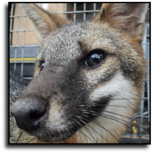 Charlotte County Fox Removal