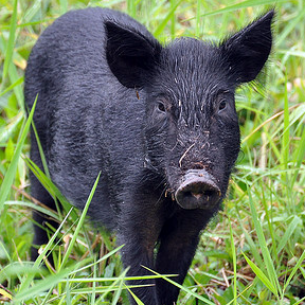 Coral Gables, FL Nuisance Wild Hog Removal