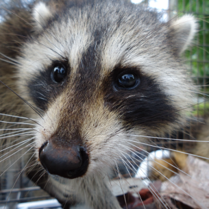 Oakland Park, FL Raccoon Trapping Services