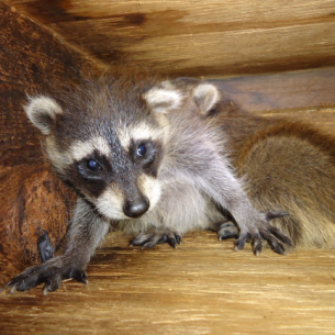 Wellington, FL Raccoon Removal and Animal Control Services
