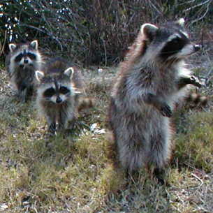 Oakland Park, FL Nuisance Raccoon Removal Service