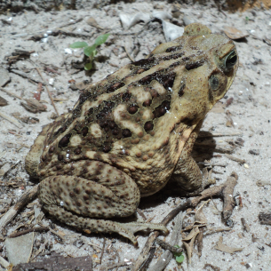 North Port, FL Cane Toad Removal Services