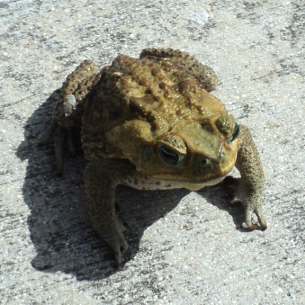 Key Biscayne, FL Cane Toad Control Services