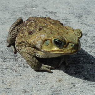 Get Rid of Toads - Key Biscayne, FL Wildlife Control