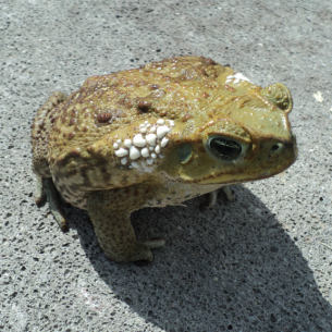 Venice, FL Poisonous Toad Removal Services