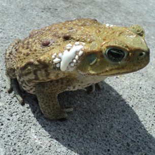 Anna Maria, FL Cane Toad Removal and Control