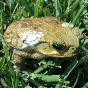 Key Biscayne, FL Poison Toad Control