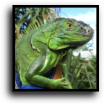 Miami-Dade County Iguana Removal