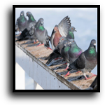 Broward County, FL Bird & Pigeon Removal