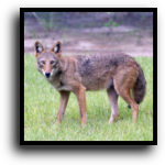 Miami-Dade County, FL Coyote Removal Service