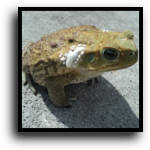 Miami-Dade County, FL Toad & Frog Removal Service