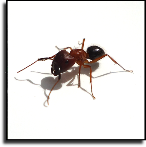 Best Pest Control - Sarasota, FL
