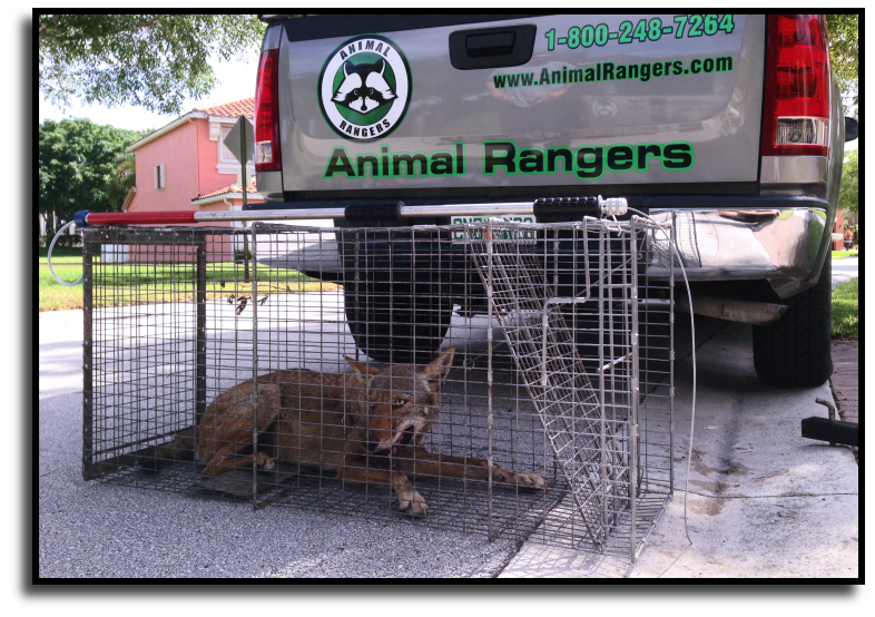 Florida Wildlife Management Services