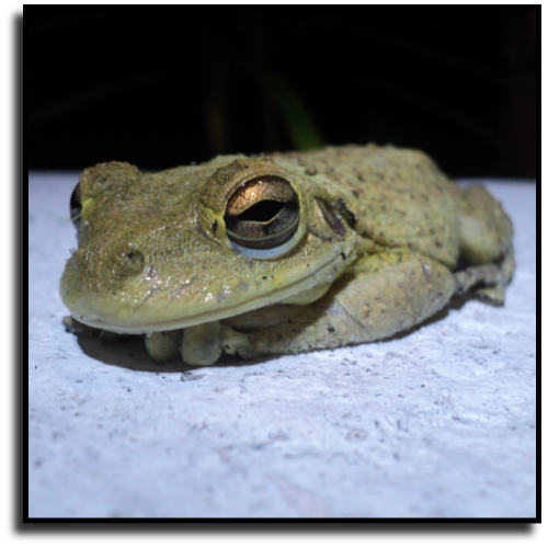Coconut Creek, FL Frog Removal