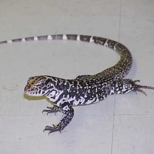 How to Get Rid of Lizards - Fort Pierce, FL Iguana Control