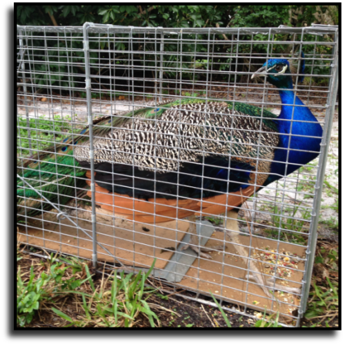 Loxahatchee, FL Peacock Removal