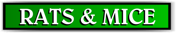 Animal Rangers, FL Rat & Mouse Information - Florida Wildlife Control Services