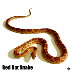 Boca Raton, FL Snake Control Services