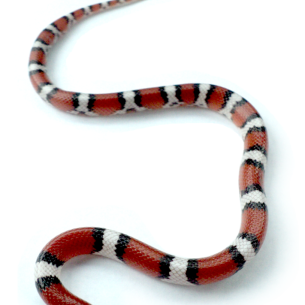 Get Rid of Snakes - Boca Raton, FL