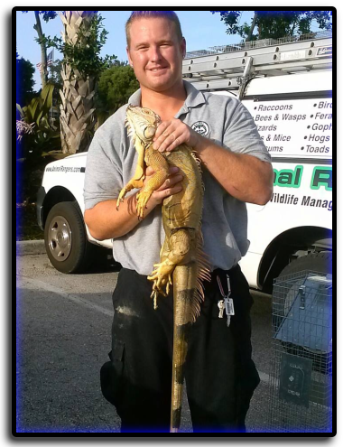 Iguana Removal South Bradenton, FL Animal Rangers Nuisance Wildlife Removal & Pest Control Services