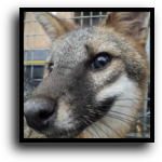 Sarasota County Fox Removal